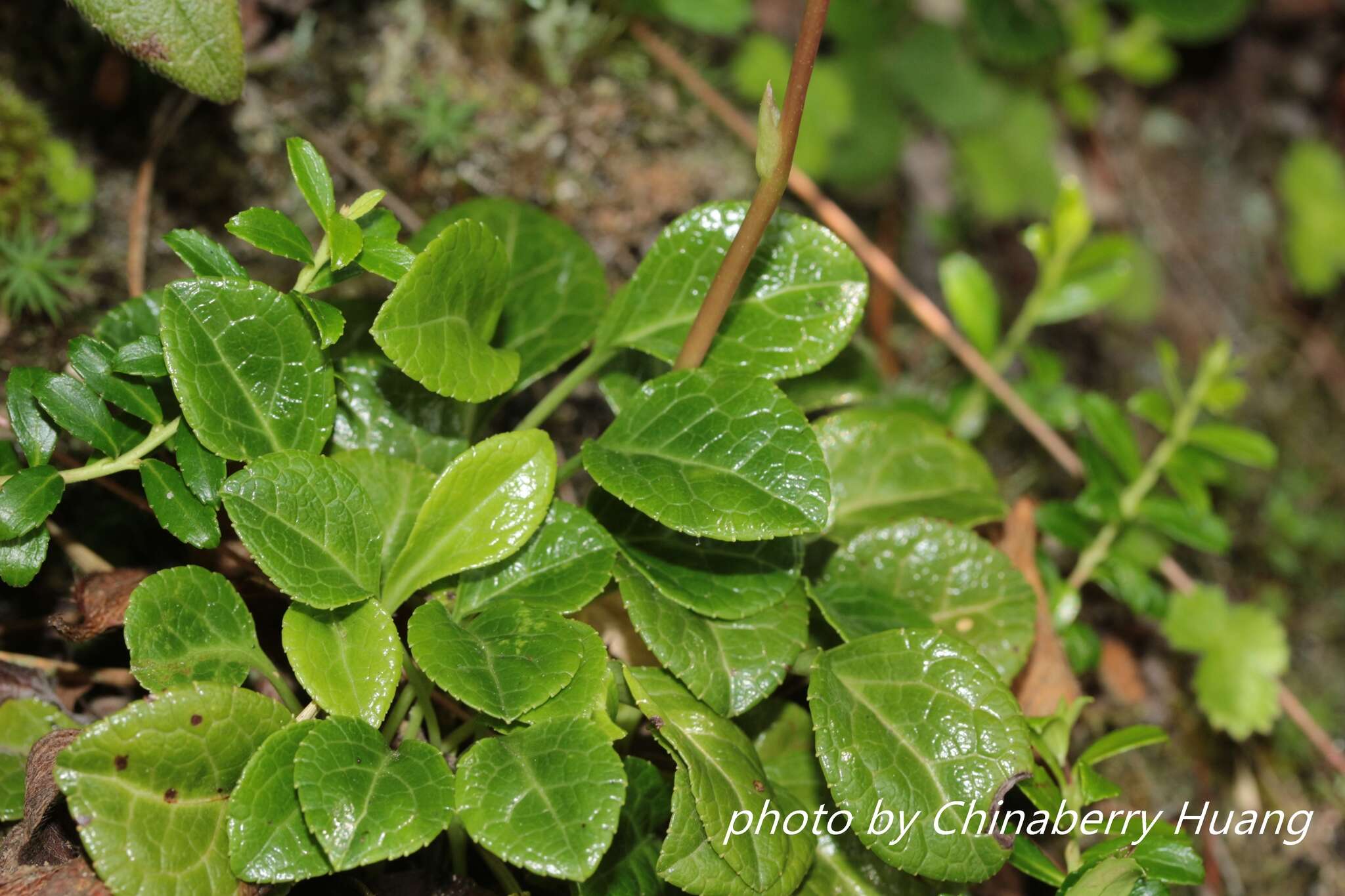 Image of Pyrola morrisonensis (Hayata) Hayata