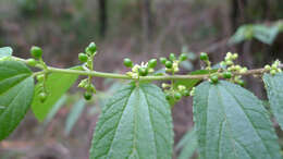 Image of peach-leaved poison bush