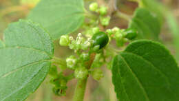 Image of peach-leaved poison bush