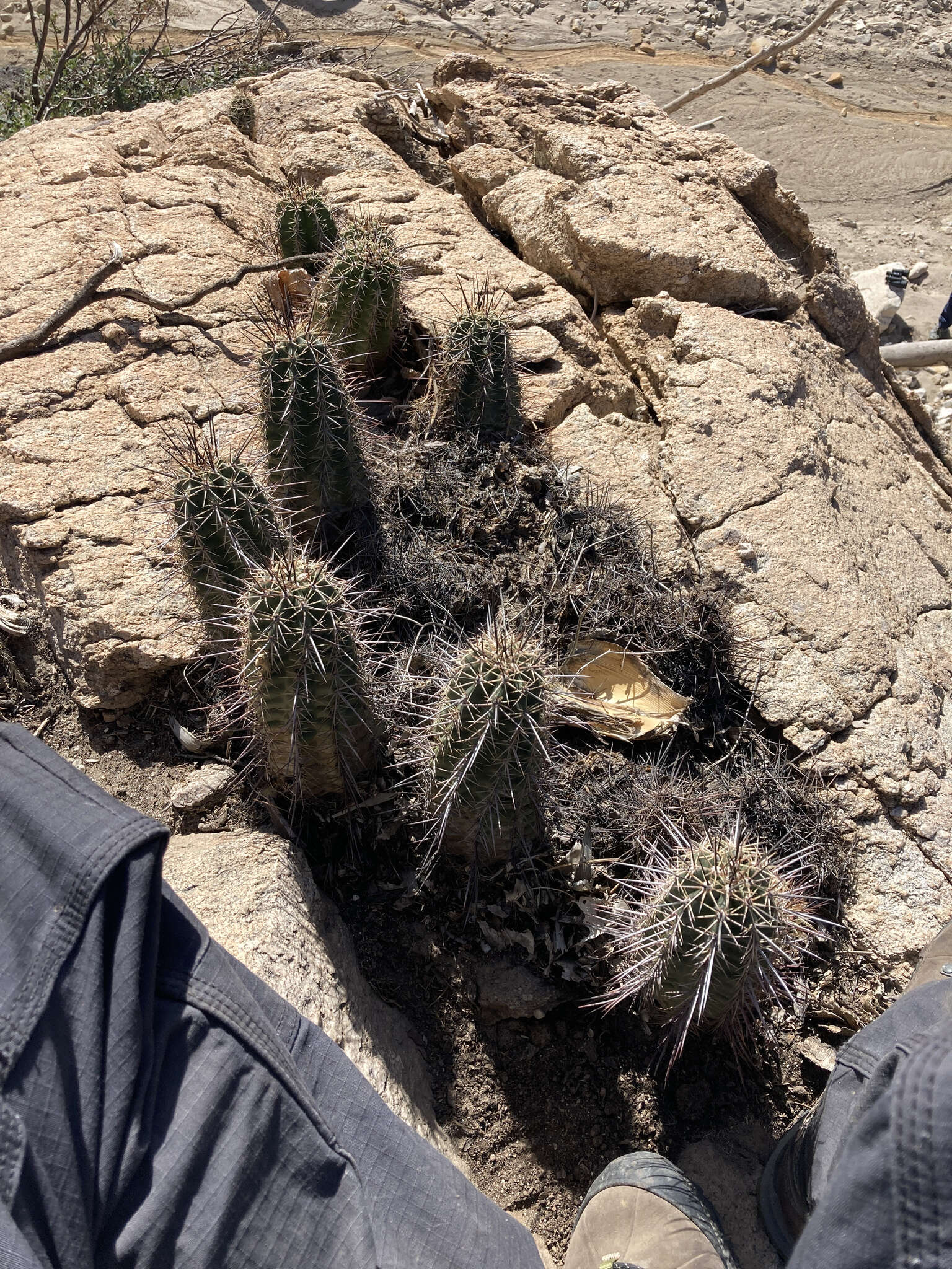 Image of Arizona Hedgehog Cactus