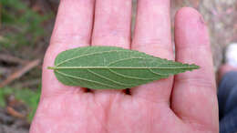 Image of peach-leaved poison bush