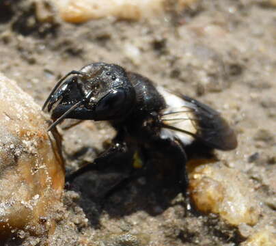 Megachile maxillosa Guérin-Méneville 1845 resmi