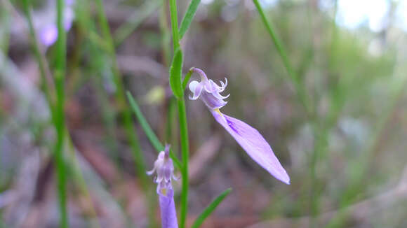 Image of Hybanthus vernonii (F. Müll.) F. Müll.