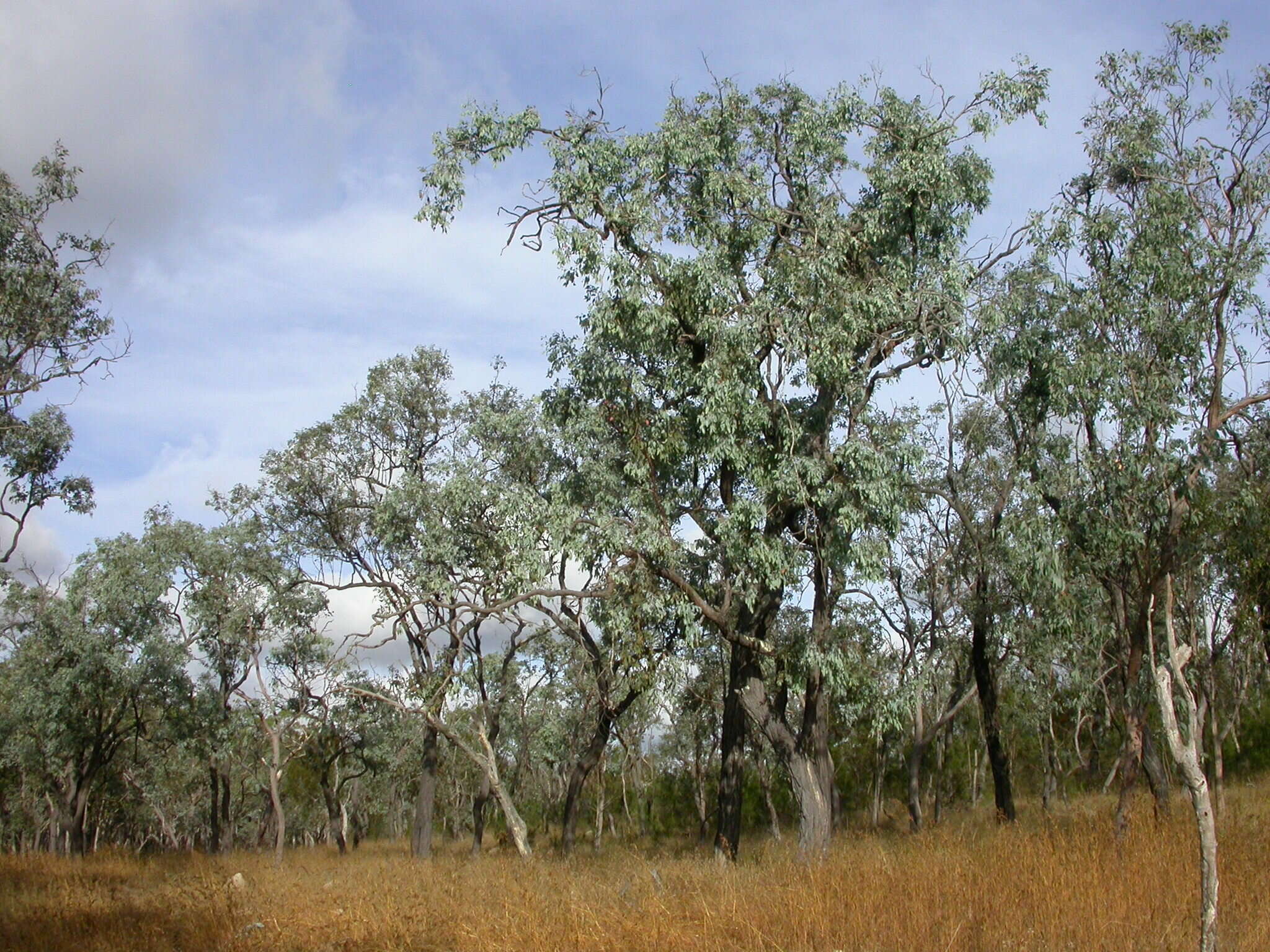 Image of Eucalyptus atrata L. A. S. Johnson & K. D. Hill