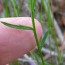 Imagem de Hybanthus vernonii (F. Müll.) F. Müll.