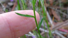 Image of Hybanthus vernonii (F. Müll.) F. Müll.