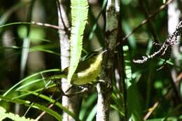 Image of Mountain Leaf Warbler