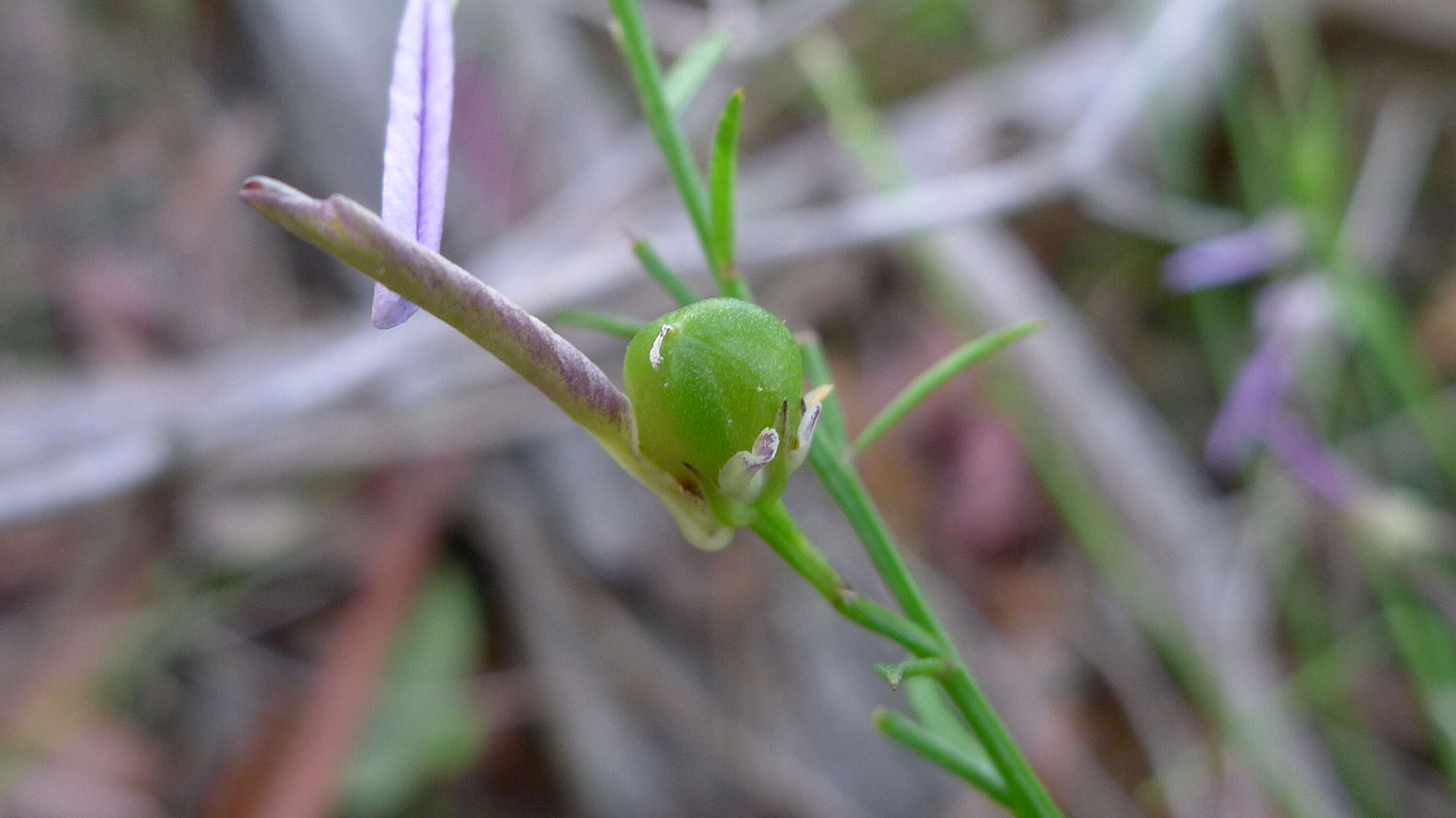 Sivun Hybanthus vernonii (F. Müll.) F. Müll. kuva