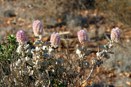 Image of Ptilotus rotundifolius (F. Müll.) F. Müll.