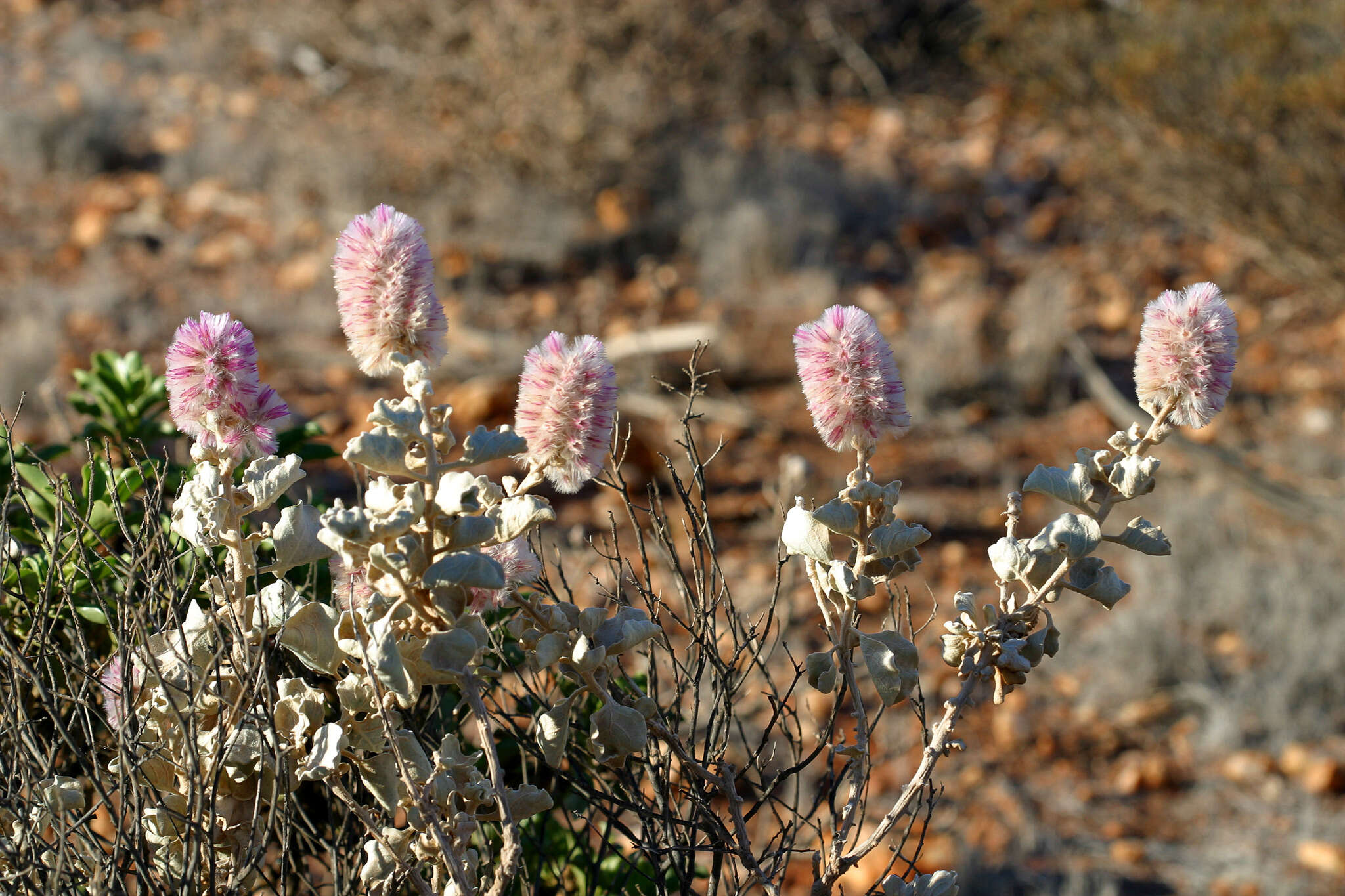 Image of Ptilotus rotundifolius (F. Müll.) F. Müll.