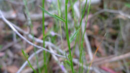 Image of Hybanthus vernonii (F. Müll.) F. Müll.