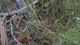 Sivun Hybanthus vernonii (F. Müll.) F. Müll. kuva