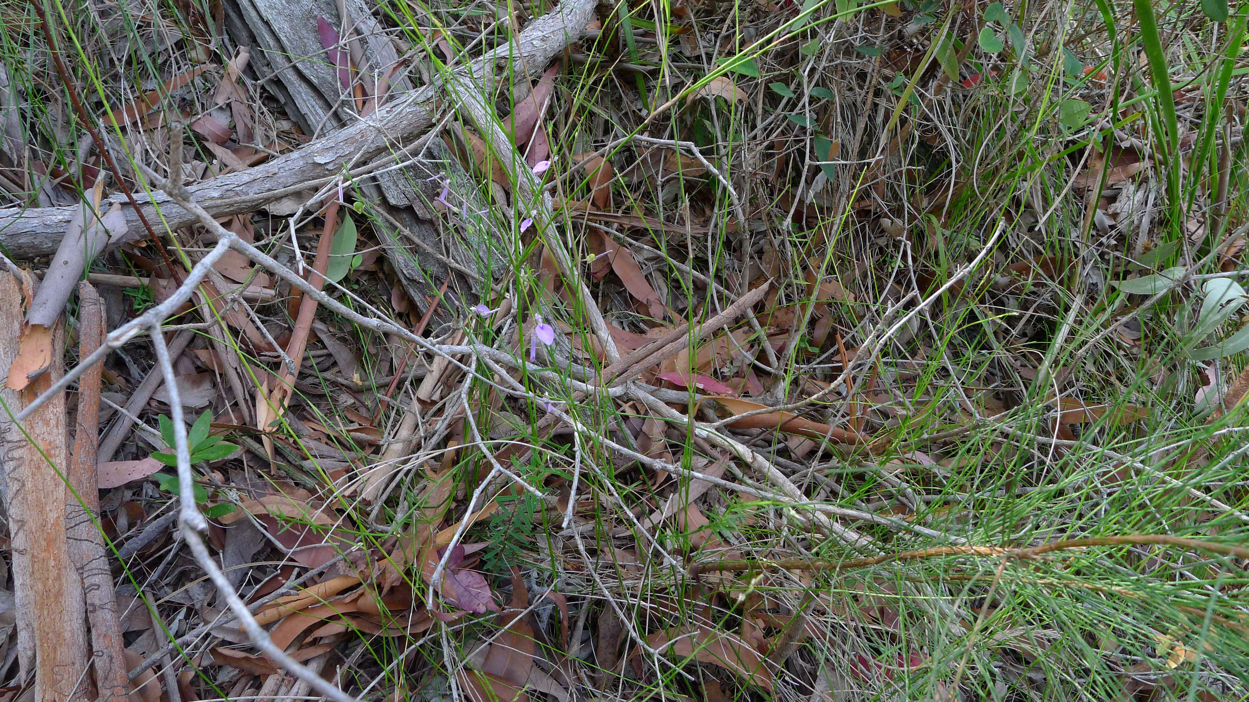 Image of Hybanthus vernonii (F. Müll.) F. Müll.