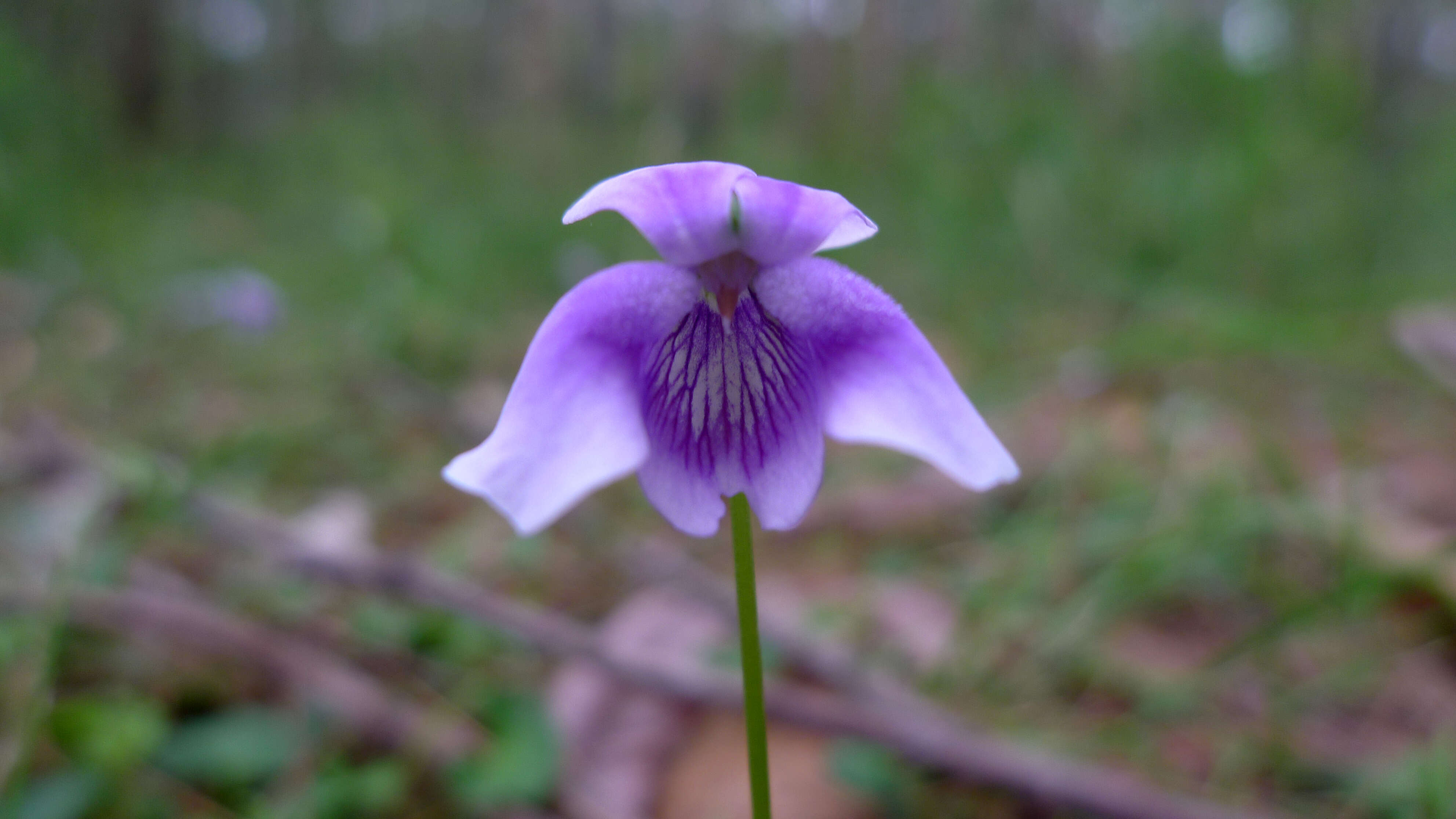 Image of Ivy-leaved Violet