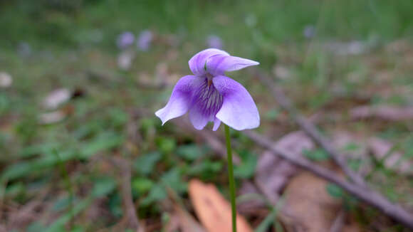 Image of Ivy-leaved Violet