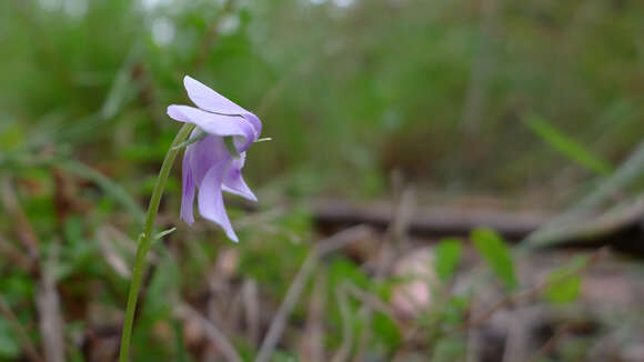 Image of Ivy-leaved Violet