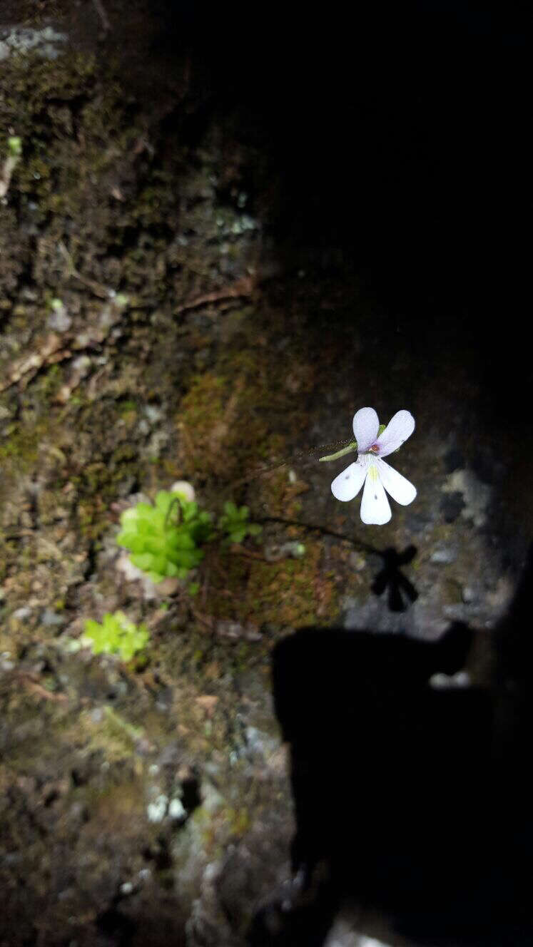 Imagem de Pinguicula esseriana B. Kirchner