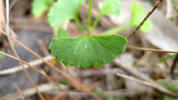 Image of Ivy-leaved Violet