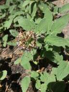 Image of waterleaf phacelia