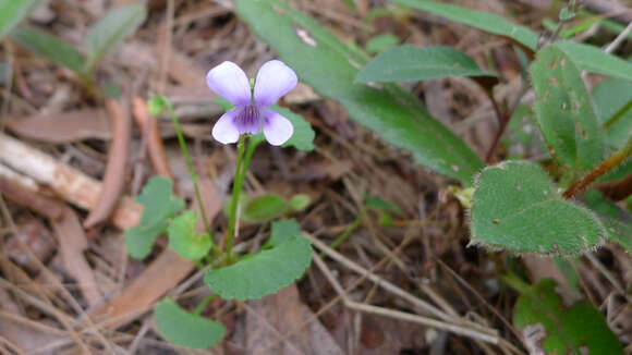 Image of Ivy-leaved Violet