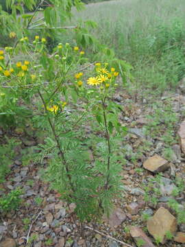 Image of Jacobaea erucifolia subsp. argunensis (Turcz.) Veldkamp