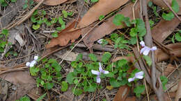 Image of Ivy-leaved Violet