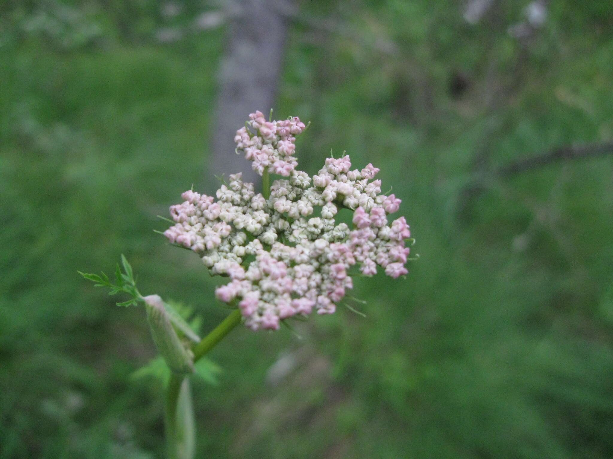 Слика од Conioselinum tataricum Hoffm.