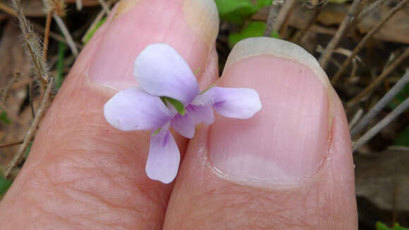 Image of Ivy-leaved Violet