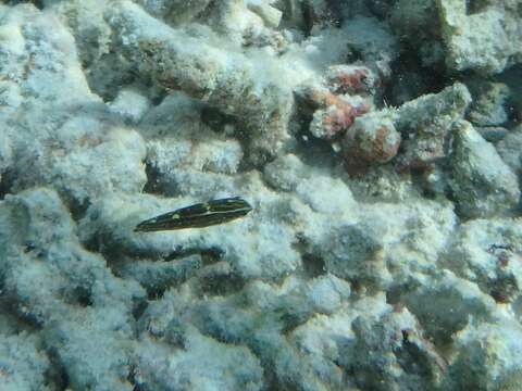 Image of Adorned wrasse