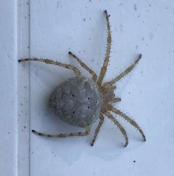 Image of Barn orb-weaver