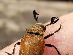 Image of Sandalus californicus Le Conte 1861