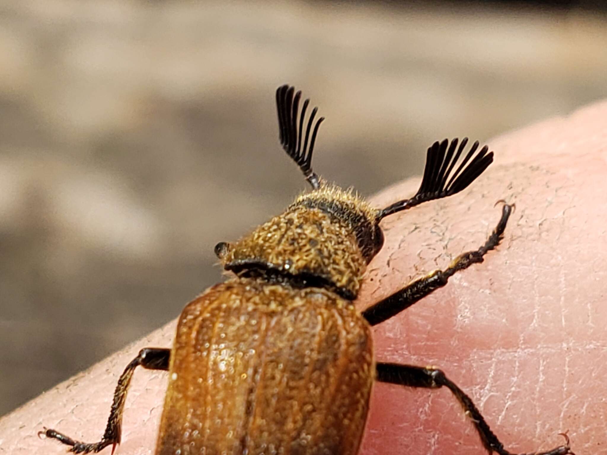 Imagem de Sandalus californicus Le Conte 1861