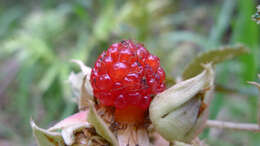 صورة Rubus moluccanus L.