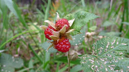 صورة Rubus moluccanus L.