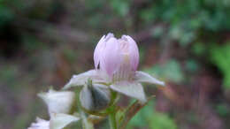 صورة Rubus moluccanus L.