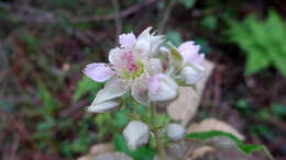 صورة Rubus moluccanus L.