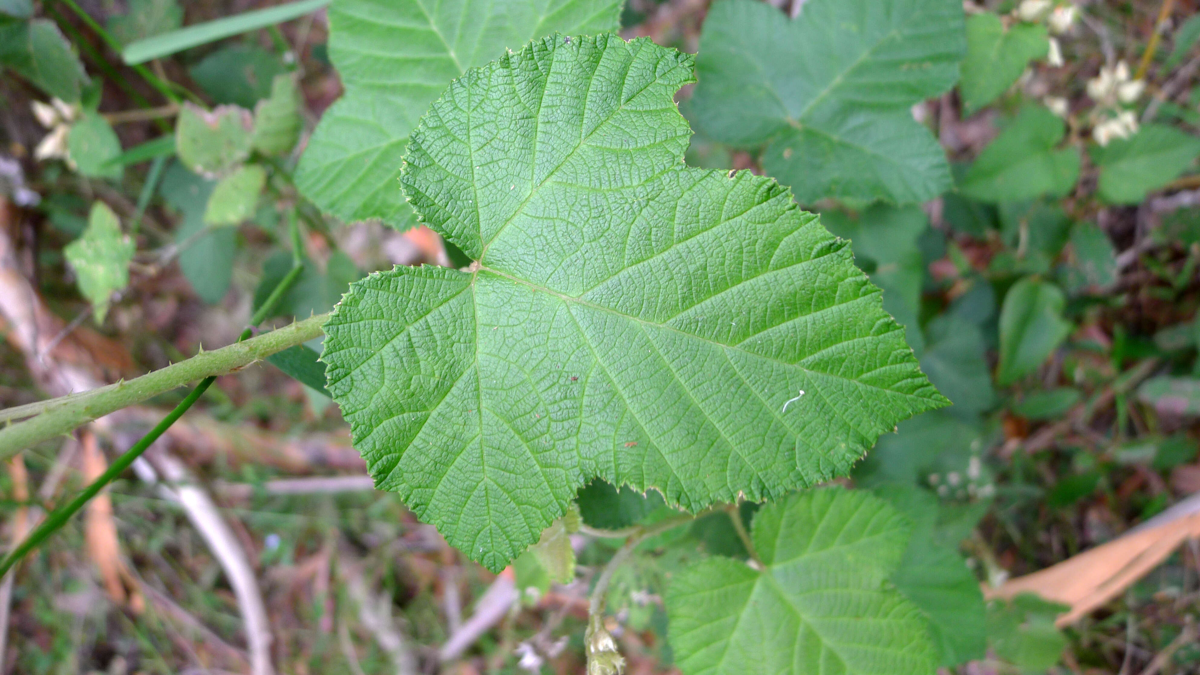 صورة Rubus moluccanus L.