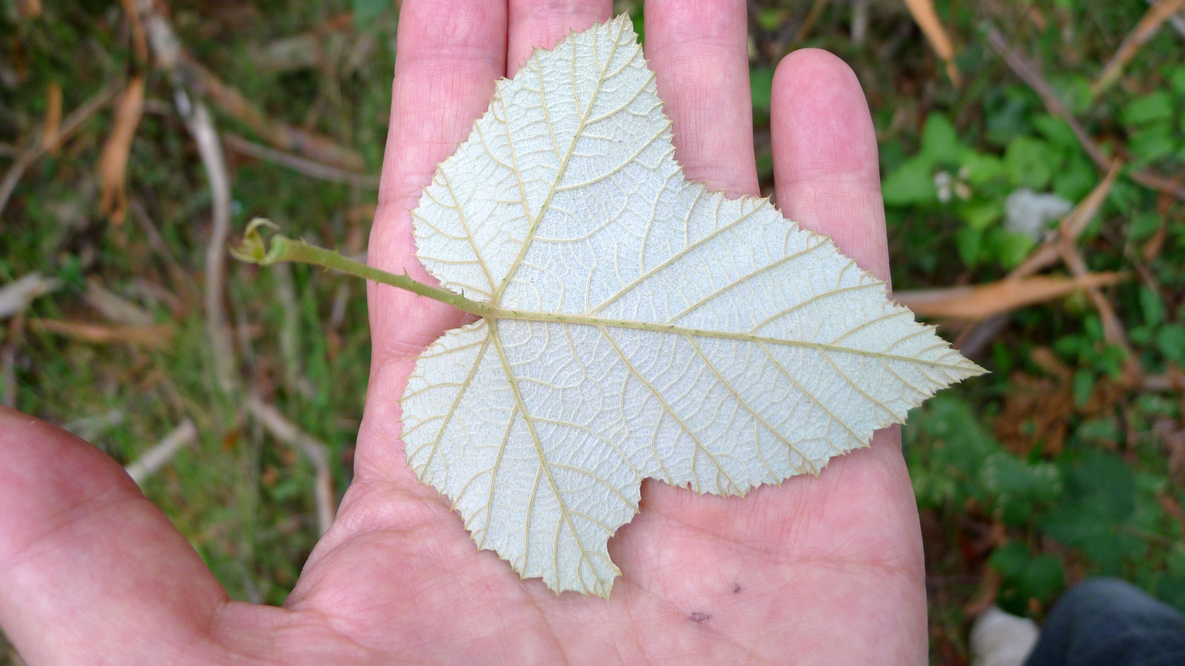 صورة Rubus moluccanus L.