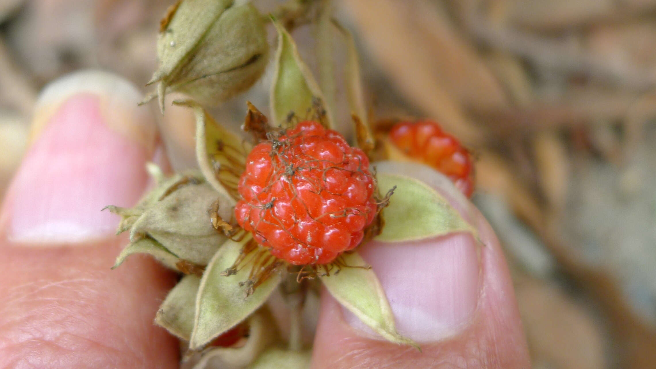 صورة Rubus moluccanus L.