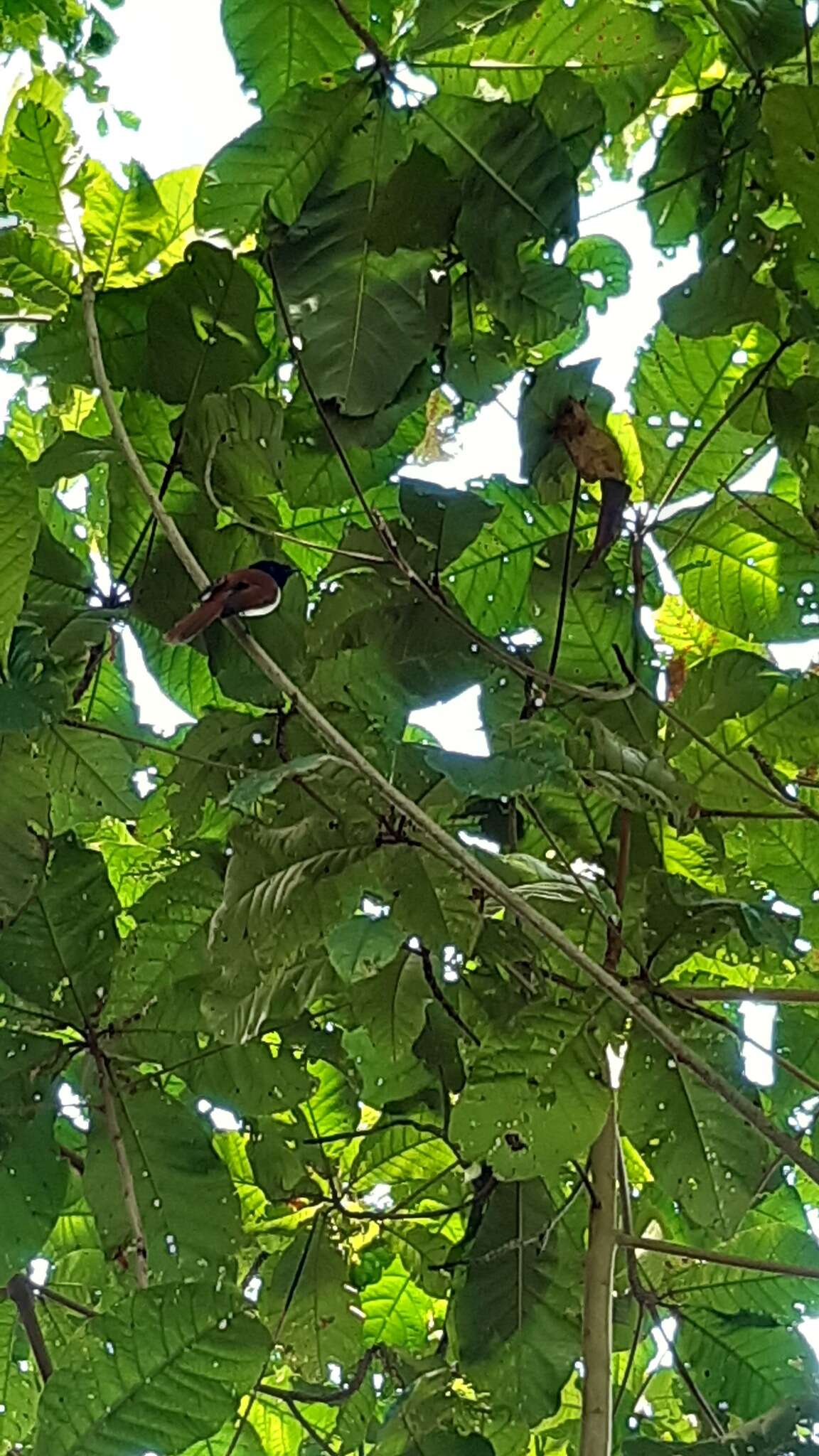 Image of Seychelles Black Paradise Flycatcher