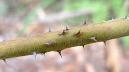 صورة Rubus moluccanus L.