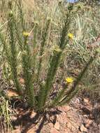 Слика од Berkheya densifolia Bohnen ex Roessler