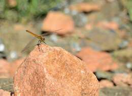 Image of spotted darter