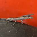 Image of Spalacopsis chemsaki Tyson 1973