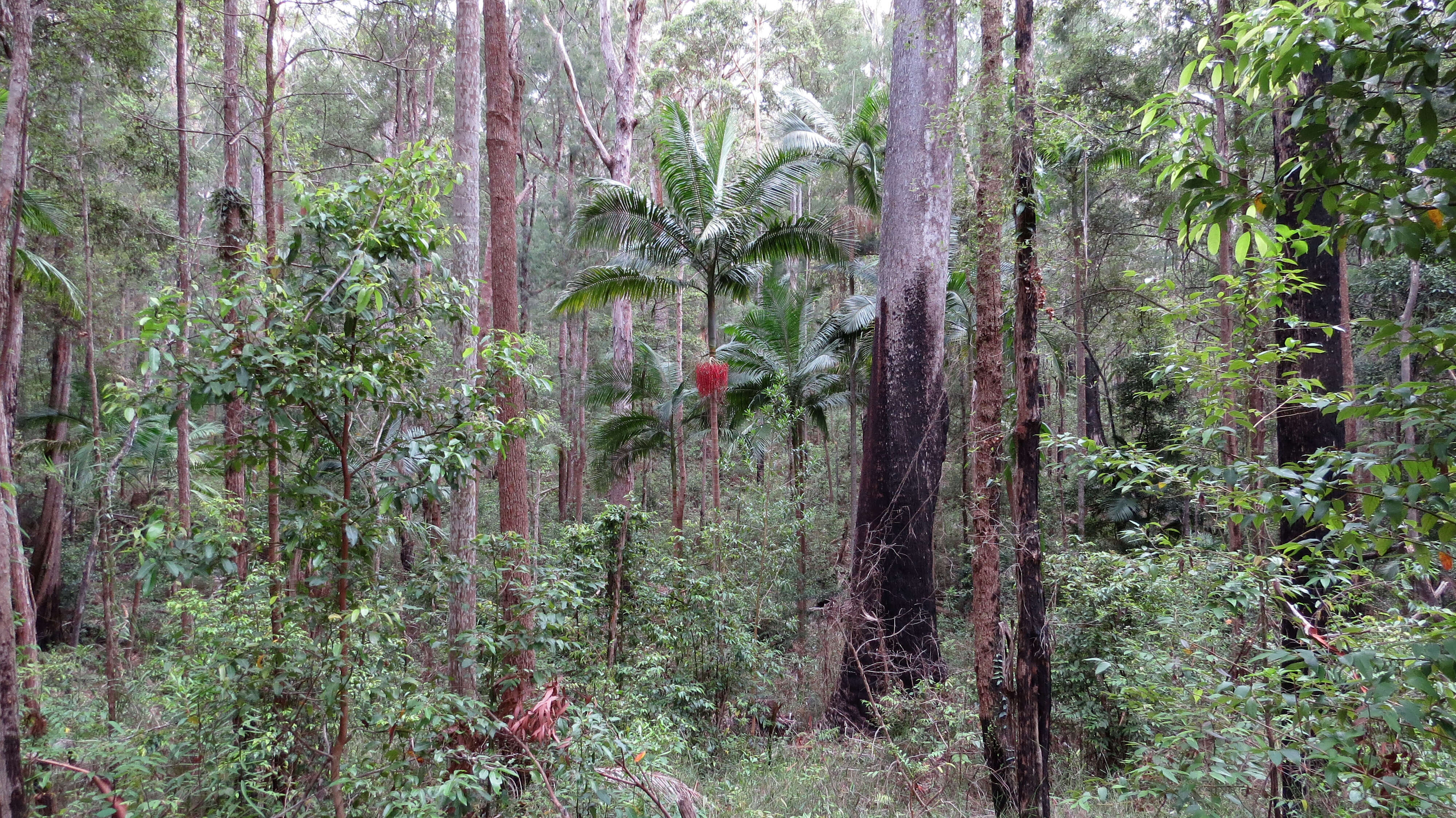 Image of Archontophoenix cunninghamiana (H. Wendl.) H. Wendl. & Drude