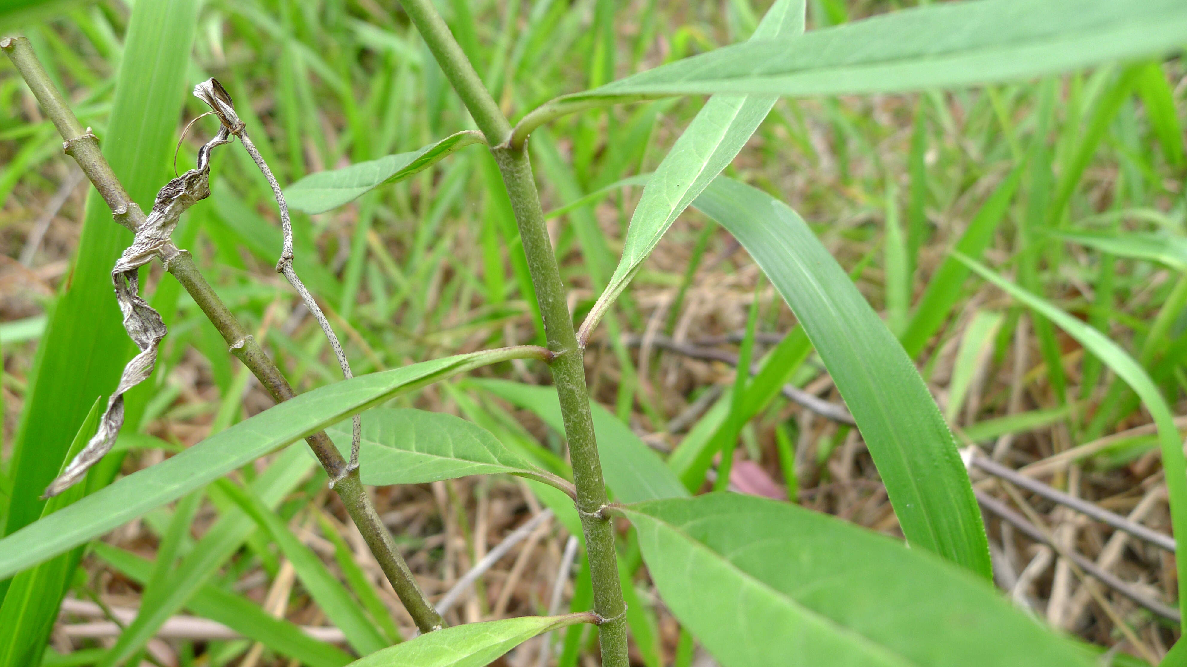 Image de Asclepias curassavica L.