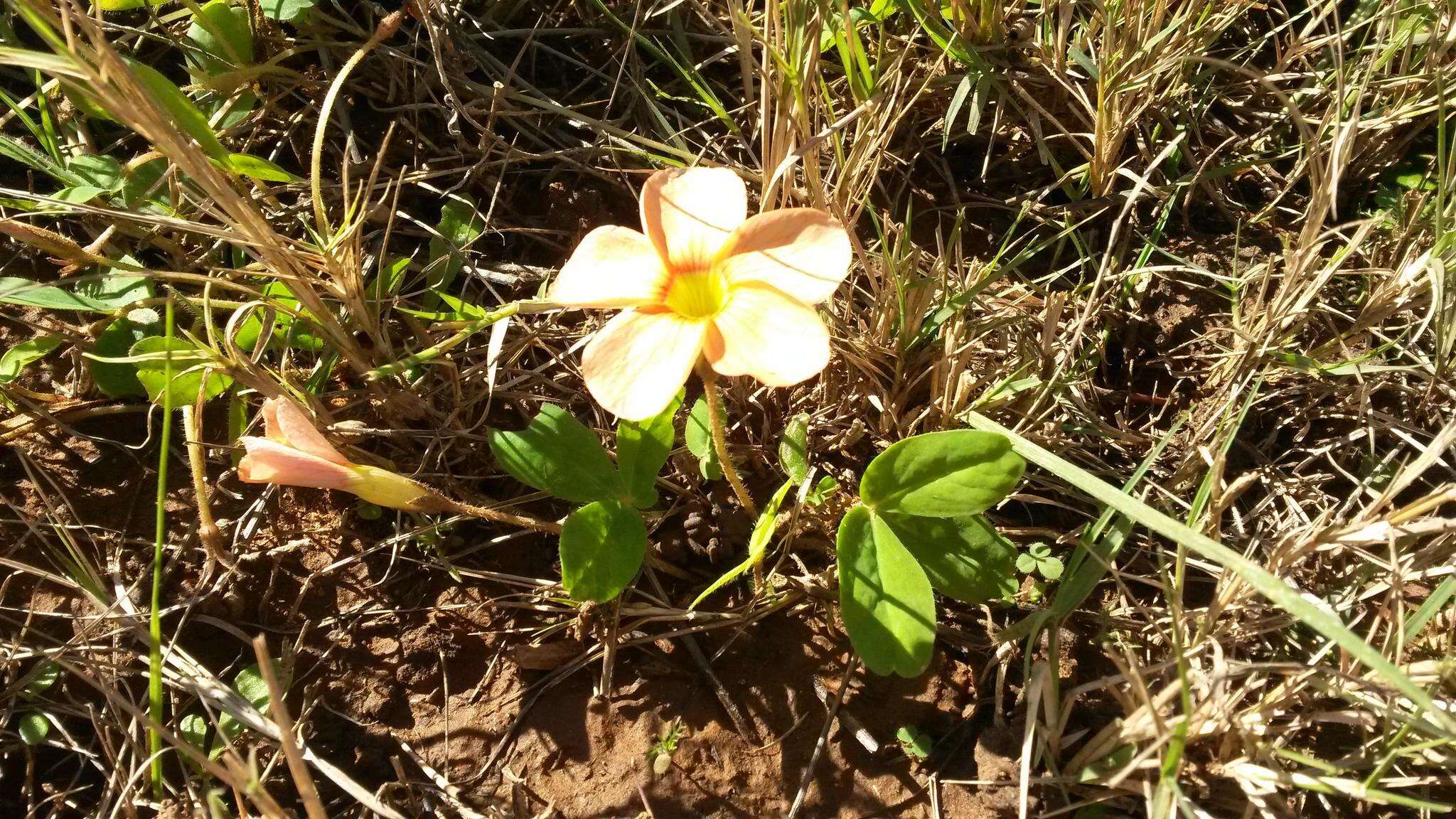 Image of Oxalis eckloniana var. sonderi Salter