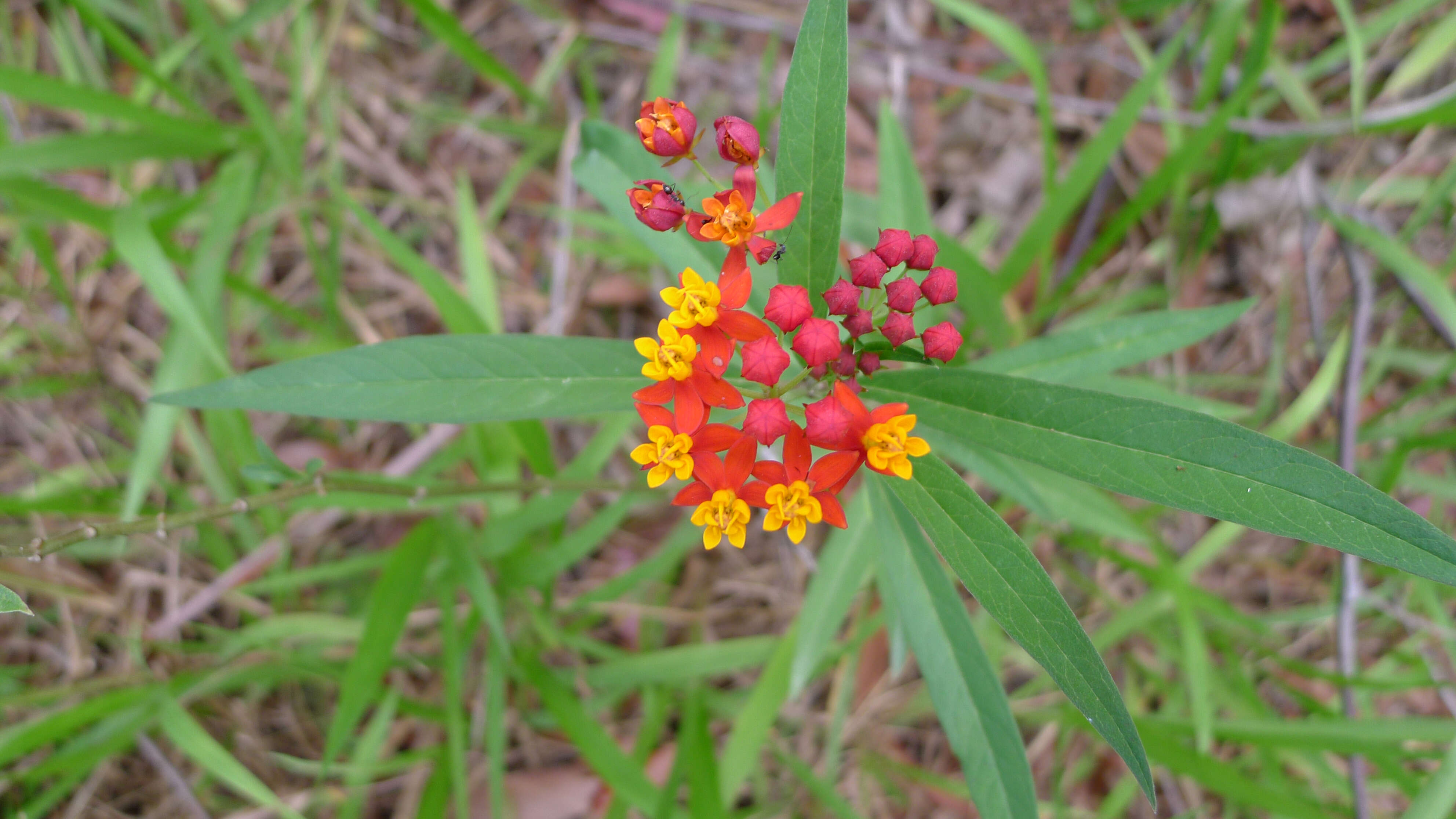 Image of bloodflower