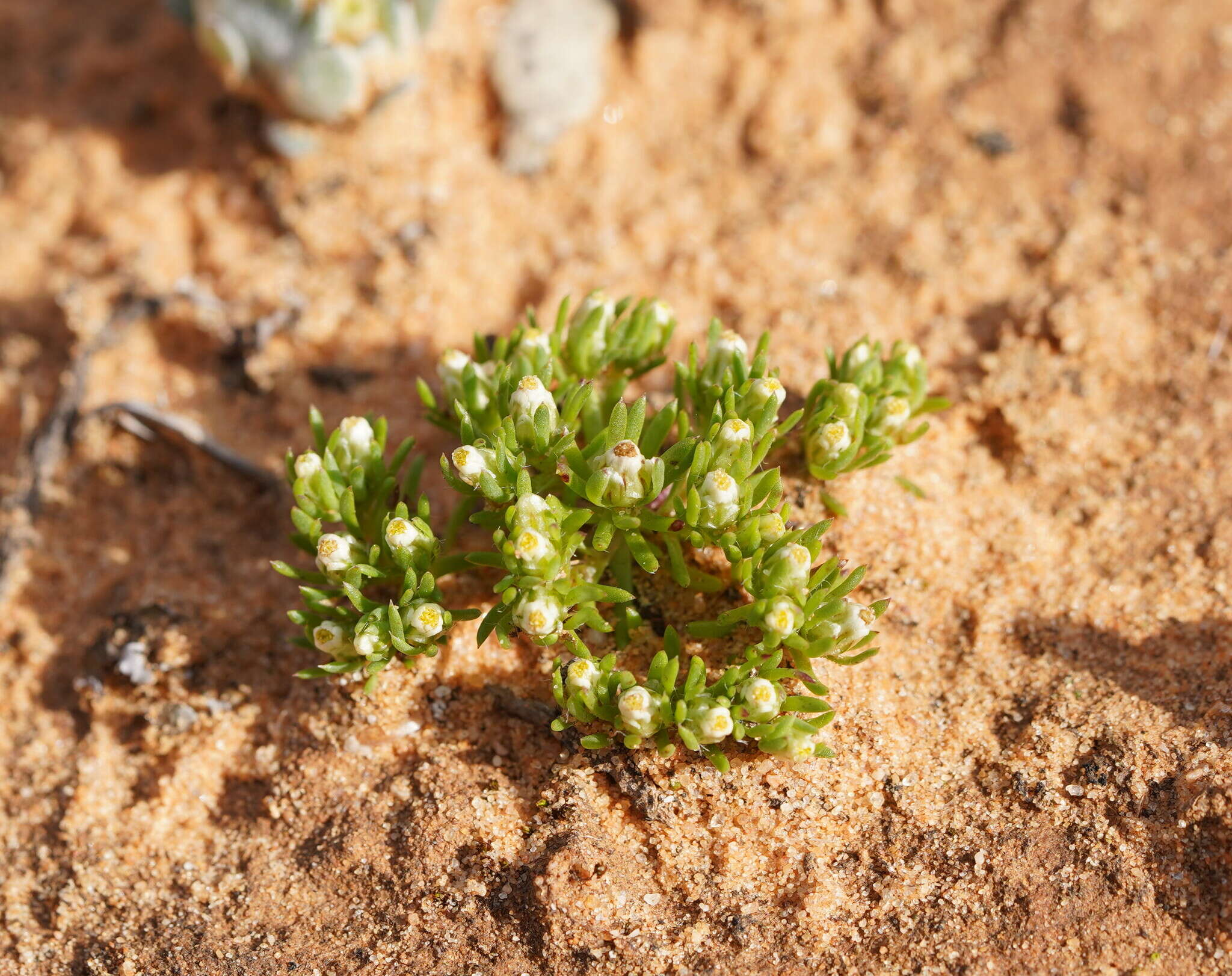 Image of Hyalosperma demissum (A. Gray) P. G. Wilson