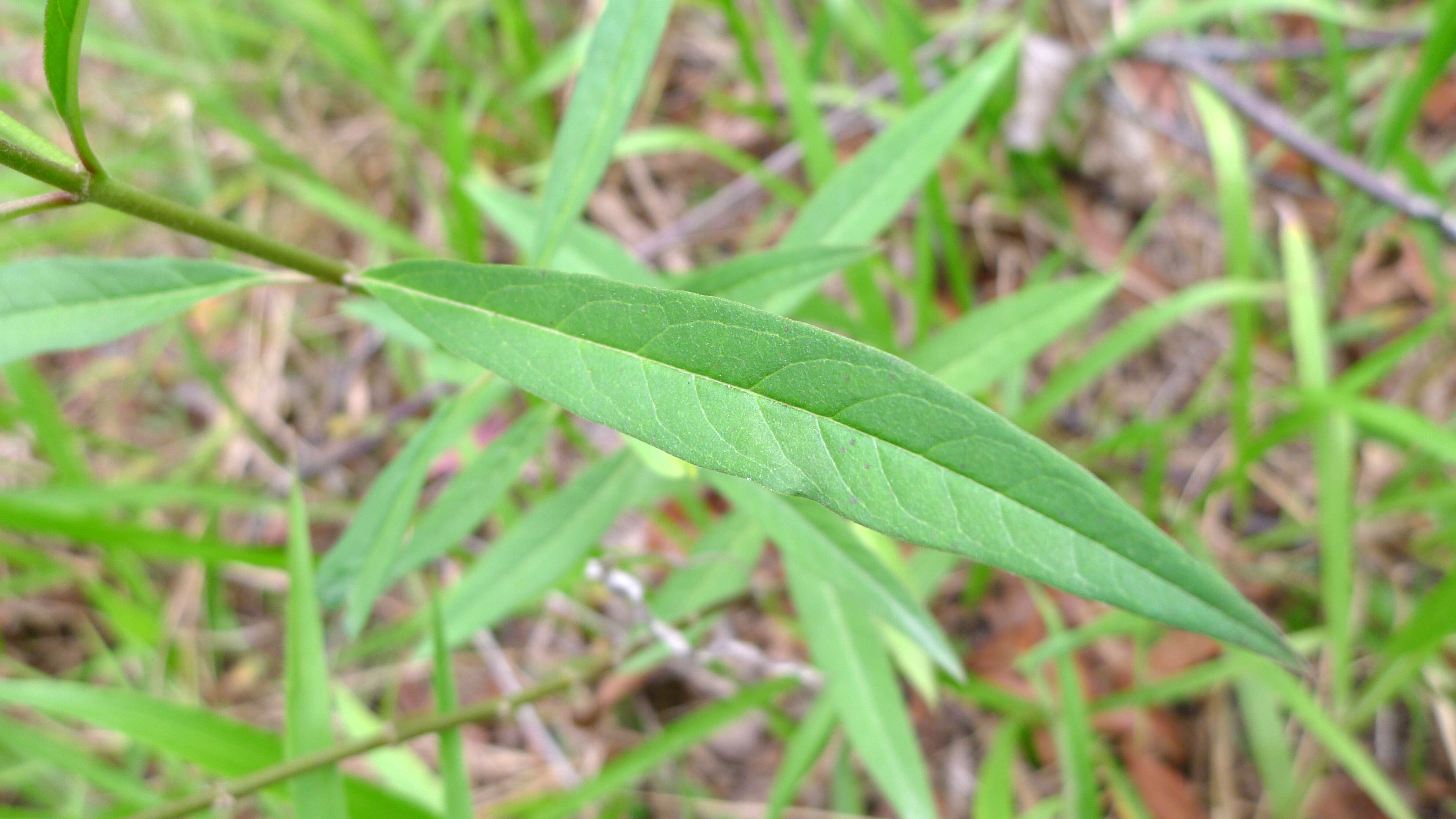 Image of bloodflower